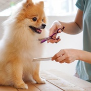 Pet Groomer