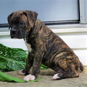 American Boxer Puppy