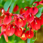 Ceibo (Erythrina Crista-Galli)