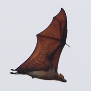 Great Flying Fox