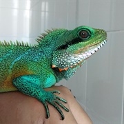 Chinese Water Dragon