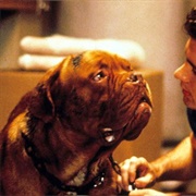 Hooch (Turner &amp; Hooch, 1989)