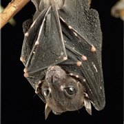 Spotted-Winged Fruit Bat