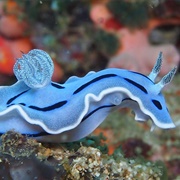 Nudibranch