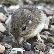 Nelson&#39;s Pocket Mouse