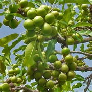 Shea Tree (Vitellaria Paradoxa)