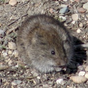 Sagebrush Vole