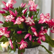 Christmas Cactus