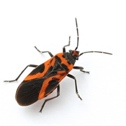 False Milkweed Bug