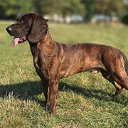 Hanoverian Scenthound