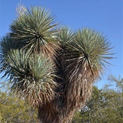 Blue Yucca