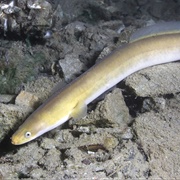 Eel