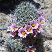 Arizona Fishhook Cactus