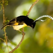 The King of Saxony Bird-Of-Paradise