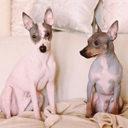 Gray American Hairless Terrier