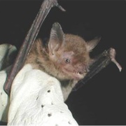 Cave Myotis