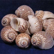 Tiger Moon Shells