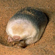 Golden Mole