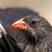 Vampire Ground Finch