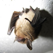 Northern Long-Eared Bat