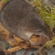 Smoky Shrew