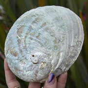 Abalone Shell