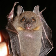 Blanford&#39;s Fruit Bat