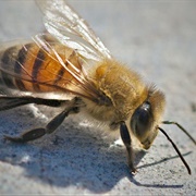 Africanized Honey Bee