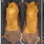 Myotis Midastactus