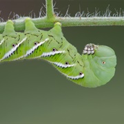 Codling Moth