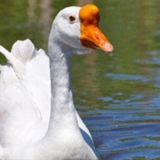 Chinese Goose