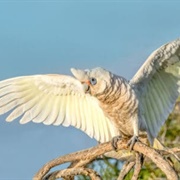 Corella