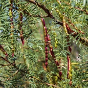 Mesquite Flour