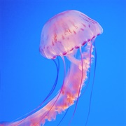 Pacific Sea Nettle