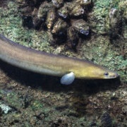 Freshwater Eel