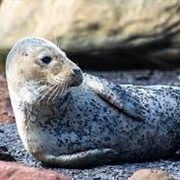 Seal Watching