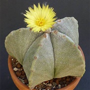 Bishop&#39;s Cap Cactus