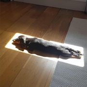 Sunbathing on Bedroom Floor