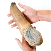 Geoduck Clam