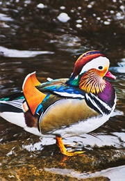 A Fairy&#39;s Mandarin Duck (1990)