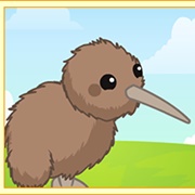 Kiwi Bird