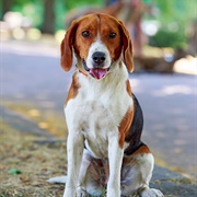 American Foxhound