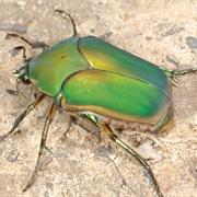 June Bug