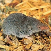 Least Shrew