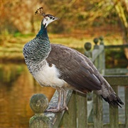 Peahen