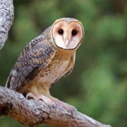 Golden Masked Owl