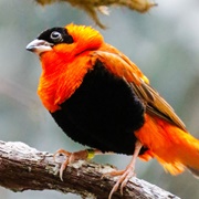 Northern Red Bishop