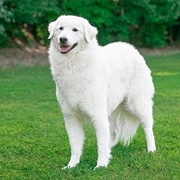 Kuvasz