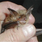 Fringed Myotis