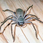 Huntsman Spider